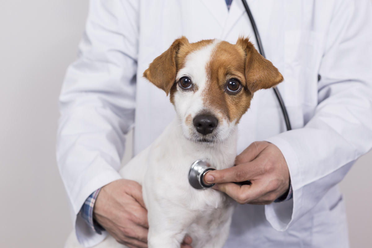 cabinet veterinar Voluntari, veterinar Voluntari, clinica veterinara Voluntari, veterinar animale Voluntari, servicii veterinare Voluntari, doctor veterinar Voluntari, urgenta veterinar Voluntari, consultatii veterinar Voluntari, chirurgie veterinara Voluntari, vaccinari animale Voluntari, veterinar pisici Voluntari, veterinar caini Voluntari, tratamente veterinare Voluntari, cabinet veterinar Bucuresti Nord, veterinar aproape de Bucuresti, veterinar Voluntari Bucuresti, clinica veterinara Voluntari Bucuresti, doctor veterinar Voluntari Bucuresti, servicii veterinare Voluntari Bucuresti, cabinet veterinar Ilfov, veterinar Ilfov Voluntari, clinica veterinara Ilfov, veterinar zona Bucuresti Nord,  examen de laborator veterinar Voluntari, hematologie veterinara Voluntari, biochimie sanguina veterinara Voluntari, microscopie veterinara Voluntari, analiza de urina veterinara Voluntari, teste imunofluorescenta veterinare Voluntari, teste rapide veterinare Voluntari, examene parazitologice veterinare Voluntari, examen cardiologic veterinar Voluntari, consult cardiologic veterinar Voluntari, auscultatie cardiaca animale Voluntari, markeri cardiaci veterinari Voluntari, troponina veterinara Voluntari, nt probnp veterinar Voluntari, electrocardiograma veterinara Voluntari, ecografie cardiaca veterinara Voluntari,  medicina interna veterinara Voluntari, consult medicina interna animale Voluntari, investigatii organe interne animale Voluntari, cosmetica veterinara Voluntari, frizerie canina Voluntari, tunsori igienice caini Voluntari, spalare caini si pisici Voluntari, taiere gheare animale Voluntari, igiena urechi animale Voluntari, igiena ochi animale Voluntari, glande perianale animale Voluntari,  chirurgie tesuturi moi veterinara Voluntari, interventii chirurgicale animale Voluntari, stomatologie veterinara Voluntari, consult stomatologic veterinar Voluntari, detartraj cu ultrasunete veterinar Voluntari, extractii dentare veterinare Voluntari,  examen de laborator veterinar Bucuresti, hematologie veterinara Bucuresti, biochimie sanguina veterinara Bucuresti, analiza urina veterinara Bucuresti, examen cardiologic veterinar Bucuresti, ecografie cardiaca veterinara Bucuresti, medicina interna veterinara Bucuresti, cosmetica veterinara Bucuresti, chirurgie veterinara Bucuresti, stomatologie veterinara Bucuresti,  examen laborator veterinar Ilfov, cardiolog veterinar Ilfov, clinica veterinara Ilfov, servicii veterinare Ilfov, chirurgie veterinara Ilfov, stomatologie veterinara Ilfov, cosmetica veterinara Ilfov, medicina interna veterinara Ilfov