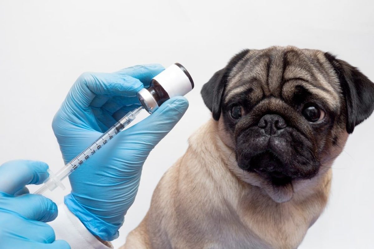 cabinet veterinar Voluntari, veterinar Voluntari, clinica veterinara Voluntari, veterinar animale Voluntari, servicii veterinare Voluntari, doctor veterinar Voluntari, urgenta veterinar Voluntari, consultatii veterinar Voluntari, chirurgie veterinara Voluntari, vaccinari animale Voluntari, veterinar pisici Voluntari, veterinar caini Voluntari, tratamente veterinare Voluntari, cabinet veterinar Bucuresti Nord, veterinar aproape de Bucuresti, veterinar Voluntari Bucuresti, clinica veterinara Voluntari Bucuresti, doctor veterinar Voluntari Bucuresti, servicii veterinare Voluntari Bucuresti, cabinet veterinar Ilfov, veterinar Ilfov Voluntari, clinica veterinara Ilfov, veterinar zona Bucuresti Nord,  examen de laborator veterinar Voluntari, hematologie veterinara Voluntari, biochimie sanguina veterinara Voluntari, microscopie veterinara Voluntari, analiza de urina veterinara Voluntari, teste imunofluorescenta veterinare Voluntari, teste rapide veterinare Voluntari, examene parazitologice veterinare Voluntari, examen cardiologic veterinar Voluntari, consult cardiologic veterinar Voluntari, auscultatie cardiaca animale Voluntari, markeri cardiaci veterinari Voluntari, troponina veterinara Voluntari, nt probnp veterinar Voluntari, electrocardiograma veterinara Voluntari, ecografie cardiaca veterinara Voluntari,  medicina interna veterinara Voluntari, consult medicina interna animale Voluntari, investigatii organe interne animale Voluntari, cosmetica veterinara Voluntari, frizerie canina Voluntari, tunsori igienice caini Voluntari, spalare caini si pisici Voluntari, taiere gheare animale Voluntari, igiena urechi animale Voluntari, igiena ochi animale Voluntari, glande perianale animale Voluntari,  chirurgie tesuturi moi veterinara Voluntari, interventii chirurgicale animale Voluntari, stomatologie veterinara Voluntari, consult stomatologic veterinar Voluntari, detartraj cu ultrasunete veterinar Voluntari, extractii dentare veterinare Voluntari,  examen de laborator veterinar Bucuresti, hematologie veterinara Bucuresti, biochimie sanguina veterinara Bucuresti, analiza urina veterinara Bucuresti, examen cardiologic veterinar Bucuresti, ecografie cardiaca veterinara Bucuresti, medicina interna veterinara Bucuresti, cosmetica veterinara Bucuresti, chirurgie veterinara Bucuresti, stomatologie veterinara Bucuresti,  examen laborator veterinar Ilfov, cardiolog veterinar Ilfov, clinica veterinara Ilfov, servicii veterinare Ilfov, chirurgie veterinara Ilfov, stomatologie veterinara Ilfov, cosmetica veterinara Ilfov, medicina interna veterinara Ilfov