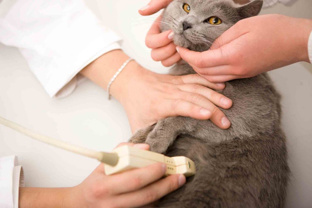 cabinet veterinar Voluntari, veterinar Voluntari, clinica veterinara Voluntari, veterinar animale Voluntari, servicii veterinare Voluntari, doctor veterinar Voluntari, urgenta veterinar Voluntari, consultatii veterinar Voluntari, chirurgie veterinara Voluntari, vaccinari animale Voluntari, veterinar pisici Voluntari, veterinar caini Voluntari, tratamente veterinare Voluntari, cabinet veterinar Bucuresti Nord, veterinar aproape de Bucuresti, veterinar Voluntari Bucuresti, clinica veterinara Voluntari Bucuresti, doctor veterinar Voluntari Bucuresti, servicii veterinare Voluntari Bucuresti, cabinet veterinar Ilfov, veterinar Ilfov Voluntari, clinica veterinara Ilfov, veterinar zona Bucuresti Nord,  examen de laborator veterinar Voluntari, hematologie veterinara Voluntari, biochimie sanguina veterinara Voluntari, microscopie veterinara Voluntari, analiza de urina veterinara Voluntari, teste imunofluorescenta veterinare Voluntari, teste rapide veterinare Voluntari, examene parazitologice veterinare Voluntari, examen cardiologic veterinar Voluntari, consult cardiologic veterinar Voluntari, auscultatie cardiaca animale Voluntari, markeri cardiaci veterinari Voluntari, troponina veterinara Voluntari, nt probnp veterinar Voluntari, electrocardiograma veterinara Voluntari, ecografie cardiaca veterinara Voluntari,  medicina interna veterinara Voluntari, consult medicina interna animale Voluntari, investigatii organe interne animale Voluntari, cosmetica veterinara Voluntari, frizerie canina Voluntari, tunsori igienice caini Voluntari, spalare caini si pisici Voluntari, taiere gheare animale Voluntari, igiena urechi animale Voluntari, igiena ochi animale Voluntari, glande perianale animale Voluntari,  chirurgie tesuturi moi veterinara Voluntari, interventii chirurgicale animale Voluntari, stomatologie veterinara Voluntari, consult stomatologic veterinar Voluntari, detartraj cu ultrasunete veterinar Voluntari, extractii dentare veterinare Voluntari,  examen de laborator veterinar Bucuresti, hematologie veterinara Bucuresti, biochimie sanguina veterinara Bucuresti, analiza urina veterinara Bucuresti, examen cardiologic veterinar Bucuresti, ecografie cardiaca veterinara Bucuresti, medicina interna veterinara Bucuresti, cosmetica veterinara Bucuresti, chirurgie veterinara Bucuresti, stomatologie veterinara Bucuresti,  examen laborator veterinar Ilfov, cardiolog veterinar Ilfov, clinica veterinara Ilfov, servicii veterinare Ilfov, chirurgie veterinara Ilfov, stomatologie veterinara Ilfov, cosmetica veterinara Ilfov, medicina interna veterinara Ilfov