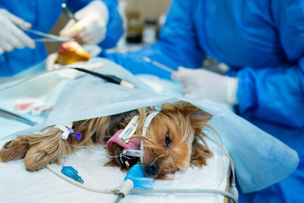 cabinet veterinar Voluntari, veterinar Voluntari, clinica veterinara Voluntari, veterinar animale Voluntari, servicii veterinare Voluntari, doctor veterinar Voluntari, urgenta veterinar Voluntari, consultatii veterinar Voluntari, chirurgie veterinara Voluntari, vaccinari animale Voluntari, veterinar pisici Voluntari, veterinar caini Voluntari, tratamente veterinare Voluntari, cabinet veterinar Bucuresti Nord, veterinar aproape de Bucuresti, veterinar Voluntari Bucuresti, clinica veterinara Voluntari Bucuresti, doctor veterinar Voluntari Bucuresti, servicii veterinare Voluntari Bucuresti, cabinet veterinar Ilfov, veterinar Ilfov Voluntari, clinica veterinara Ilfov, veterinar zona Bucuresti Nord,  examen de laborator veterinar Voluntari, hematologie veterinara Voluntari, biochimie sanguina veterinara Voluntari, microscopie veterinara Voluntari, analiza de urina veterinara Voluntari, teste imunofluorescenta veterinare Voluntari, teste rapide veterinare Voluntari, examene parazitologice veterinare Voluntari, examen cardiologic veterinar Voluntari, consult cardiologic veterinar Voluntari, auscultatie cardiaca animale Voluntari, markeri cardiaci veterinari Voluntari, troponina veterinara Voluntari, nt probnp veterinar Voluntari, electrocardiograma veterinara Voluntari, ecografie cardiaca veterinara Voluntari,  medicina interna veterinara Voluntari, consult medicina interna animale Voluntari, investigatii organe interne animale Voluntari, cosmetica veterinara Voluntari, frizerie canina Voluntari, tunsori igienice caini Voluntari, spalare caini si pisici Voluntari, taiere gheare animale Voluntari, igiena urechi animale Voluntari, igiena ochi animale Voluntari, glande perianale animale Voluntari,  chirurgie tesuturi moi veterinara Voluntari, interventii chirurgicale animale Voluntari, stomatologie veterinara Voluntari, consult stomatologic veterinar Voluntari, detartraj cu ultrasunete veterinar Voluntari, extractii dentare veterinare Voluntari,  examen de laborator veterinar Bucuresti, hematologie veterinara Bucuresti, biochimie sanguina veterinara Bucuresti, analiza urina veterinara Bucuresti, examen cardiologic veterinar Bucuresti, ecografie cardiaca veterinara Bucuresti, medicina interna veterinara Bucuresti, cosmetica veterinara Bucuresti, chirurgie veterinara Bucuresti, stomatologie veterinara Bucuresti,  examen laborator veterinar Ilfov, cardiolog veterinar Ilfov, clinica veterinara Ilfov, servicii veterinare Ilfov, chirurgie veterinara Ilfov, stomatologie veterinara Ilfov, cosmetica veterinara Ilfov, medicina interna veterinara Ilfov